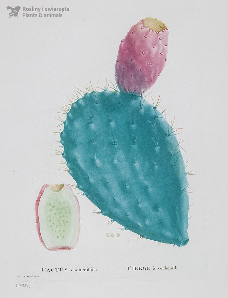 Pierre-Joseph Redouté - opuncja Opuntia cochenillifera