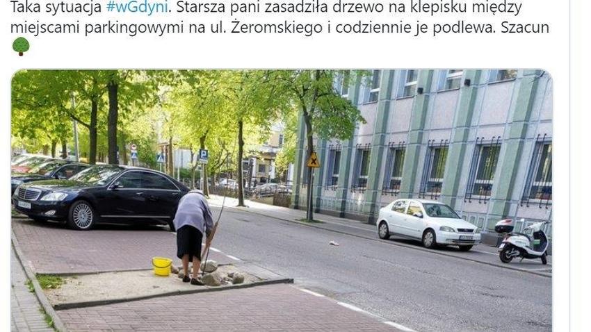 Gdynia. Starsza pani posadziła drzewko na parkingu