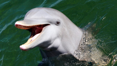 Rosjanie wykorzystują na Morzu Czarnym "bojowe delfiny"