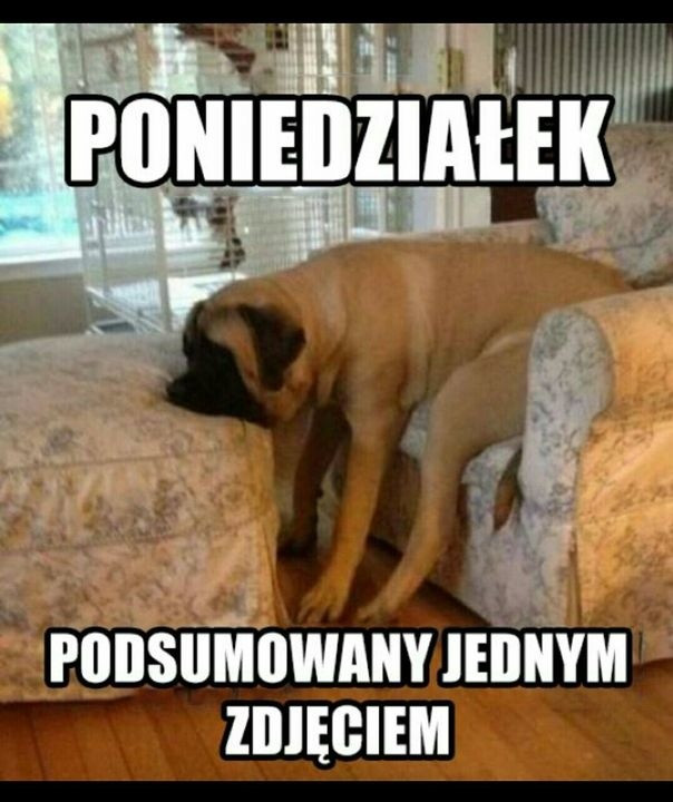 Poniedziałek - memy na dobry początek tygodnia