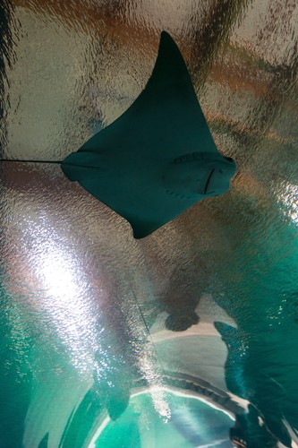 Wrocławskie Afrykarium