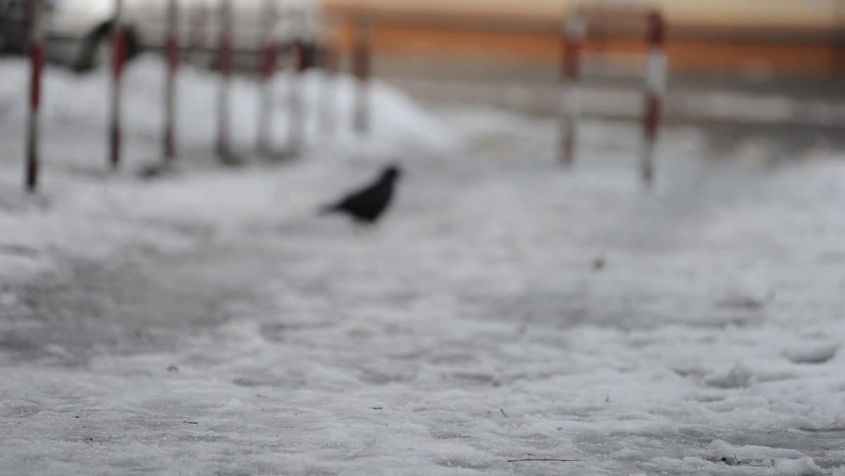 Kraków: fusy z kawy zamiast piasku na oblodzonych chodnikach