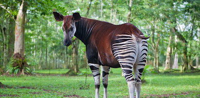 Zbierz komórki, ratuj okapi!