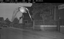 Gołąb przekroczył dozwoloną prędkość. Fotoradar zrobił mu zdjęcie. Kto zapłaci mandat?