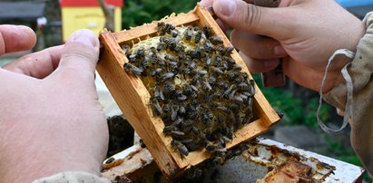 Szok pod Łosicami. Nagle zniknęły pszczoły, miód i całe ule. Ekspert ma swoją teorię