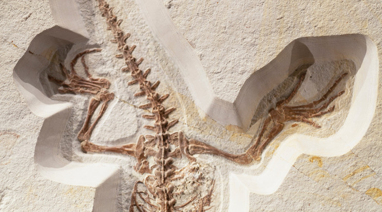Több mint 65 millió évvel ezelőtt a kréta időszakban éltek/ Illusztráció: Unsplash