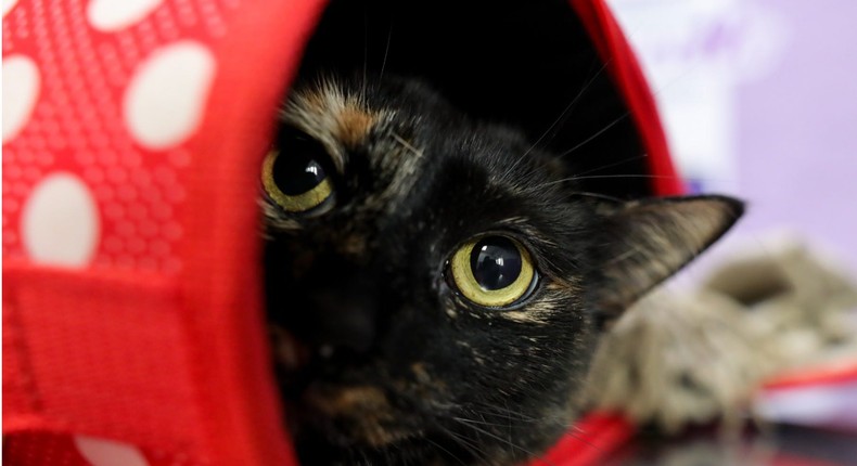 If your friendly cat keeps hiding, they might be stressed or scared.Europa Press News / Getty Images