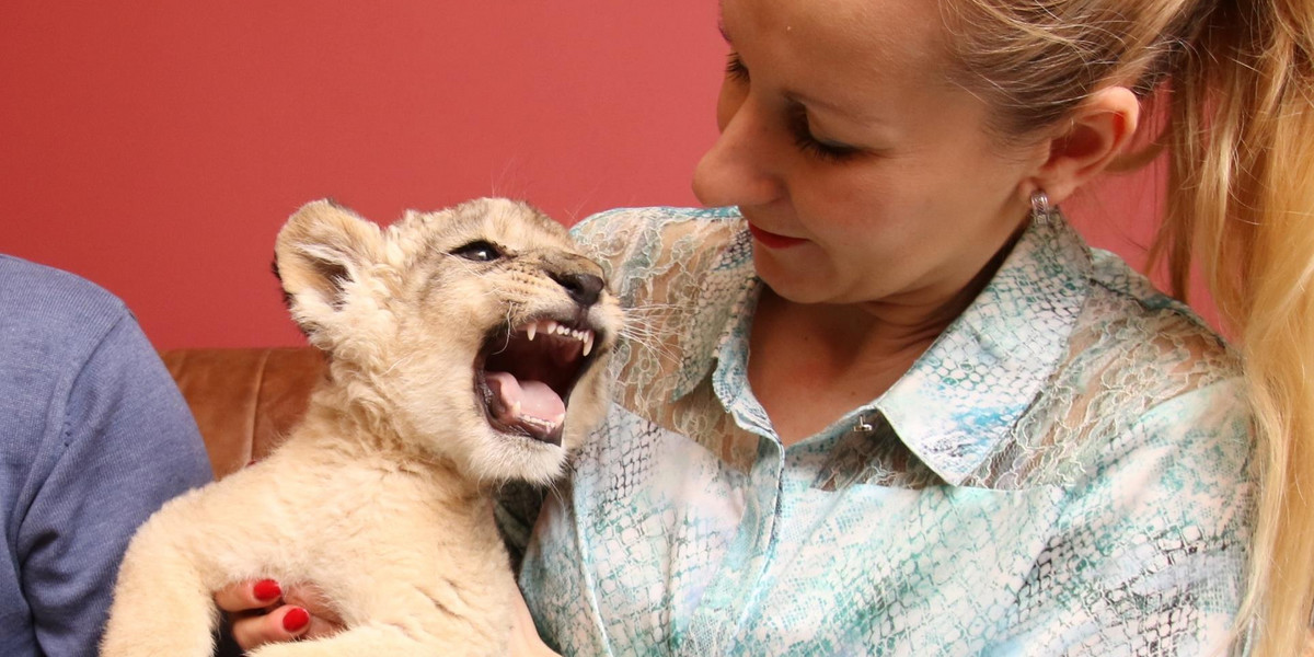 Właściciele ogrodu zoologicznego Leśne Zacisze przyjęli pod swój dach lwy