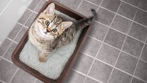 Diese beliebten Katzentoiletten riechen kaum 