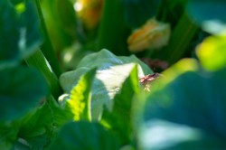 To zapomniane warzywo działa lepiej niż cukinia. Rewelacyjnie podkręca metabolizm