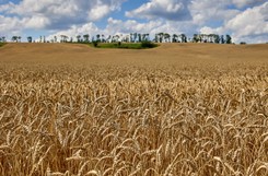 Czy Polskę zalewa zboże z Ukrainy? 'Na odprawę czeka 16,7 tys. wagonów'
