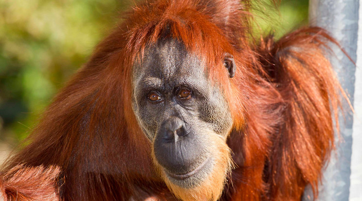 Elpusztult a világ legidősebb orangutánja /Foto: Perth Zoo