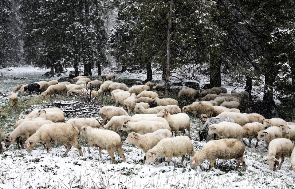Owce na bacówce w Kuźnicach. Na Podhale wróciła zima