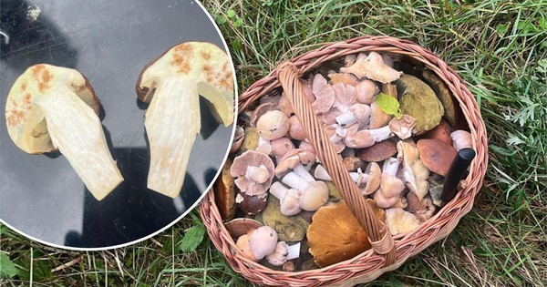 30 lat chodzi na grzyby. W tym sezonie zauważyła coś dziwnego. Nietypowe zjawisko w lasach