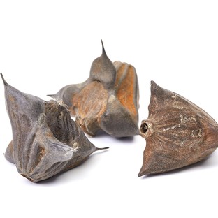 A magyar tavak elfeledett növénye: a tüskés sulyom, amely újra helyet kér a konyhában