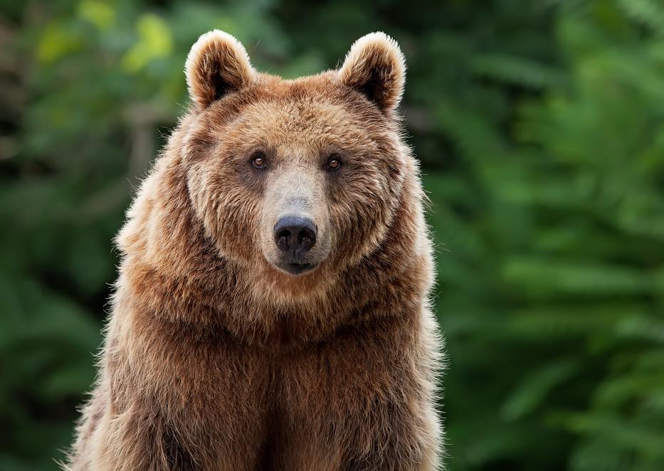 Állítása szerint mindent megtesz a medvékért - a valóság azonban más... Fotó: Getty Images