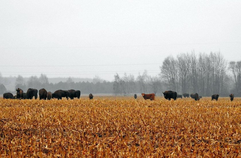 Krowa na gigancie, przyłączyła się do stada żubrów!