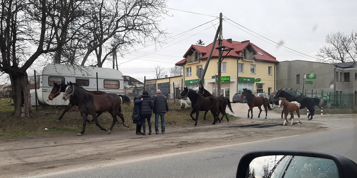 Konie uciekły ze stajni na ulice Zgierza 