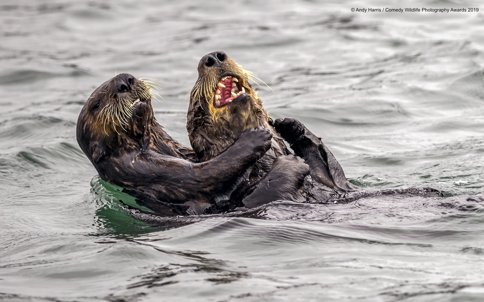 Finaliści Comedy Wildlife Photo Awards 2019