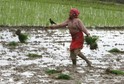 NEPAL - ECONOMY - AGRICULTURE