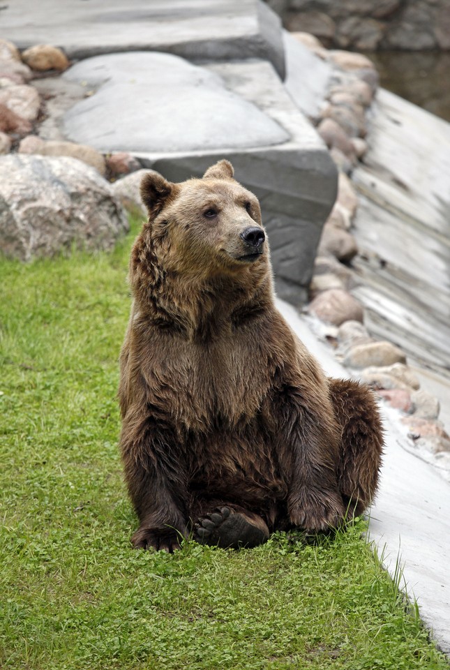 BIAŁYSTOK AKCENT ZOO NOWY WYBIEG DLA NIEDŹWIEDZI