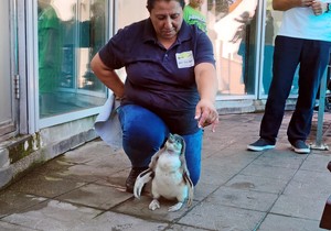 Beba pingvin u Beo zoo vrtu