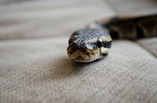 Kakadu, waran i wąż boa w domu. Jakie są prawne obowiązki posiadacza?