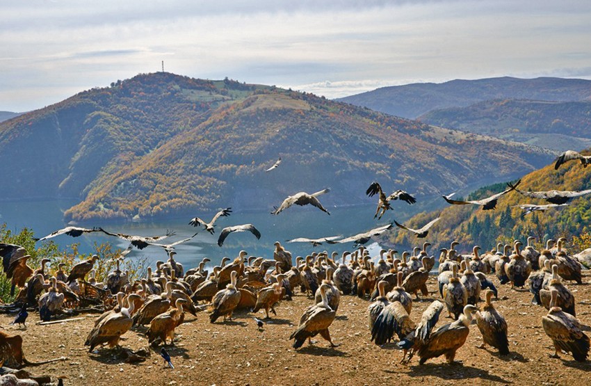 Hranilište supova u Uvcu