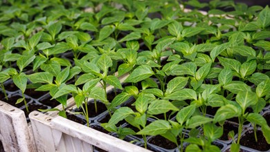 Kiedy wysiewać paprykę na rozsadę? Czym podlewać siewki papryki? Czy wysiew papryki w styczniu to dobry pomysł?