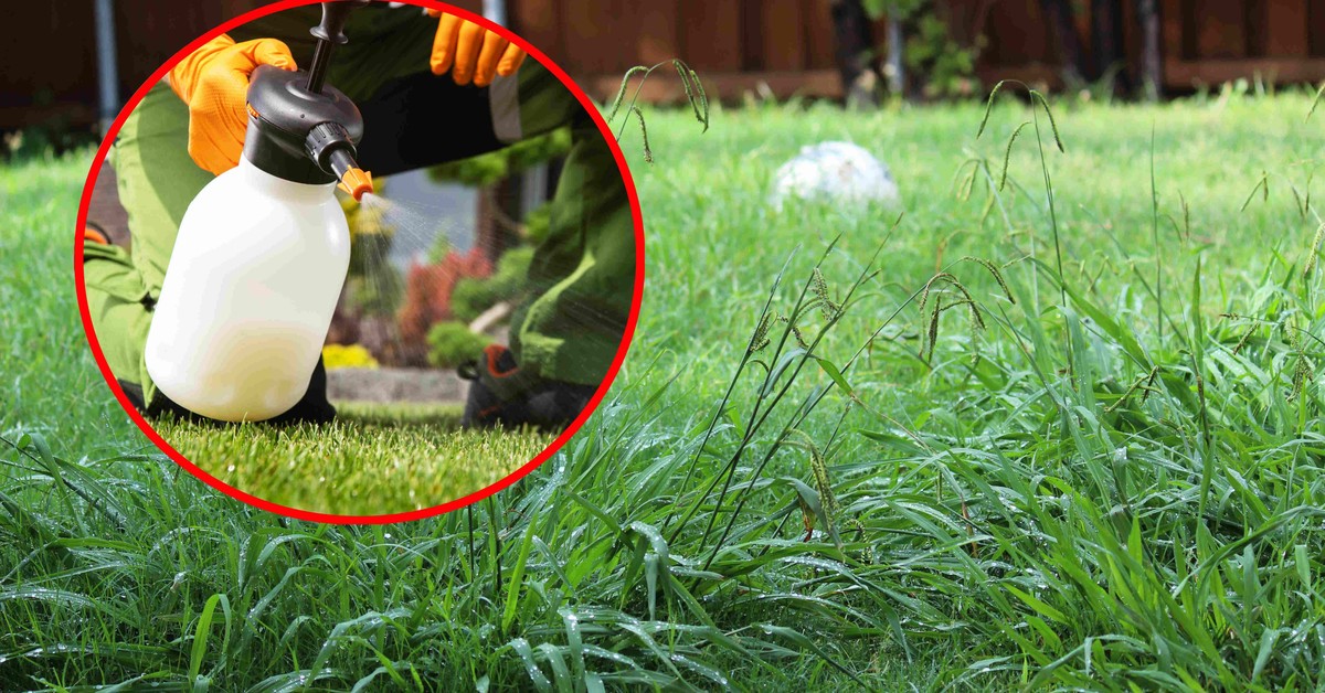 Gigant farmaceutyczny zapłaci miliardy za raka. Przełom w sprawie rakotwórczego działania Roundupu