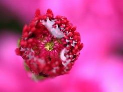 Ten kwiat przyciągnie szczęście i bogactwo. Jesienią postaw go na parapecie