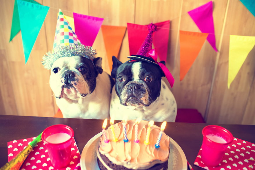 Jednym ze sposobów na świętowanie urodzin psa jest przygotowanie przyjęcia - KikoStock/stock.adobe.com.pl