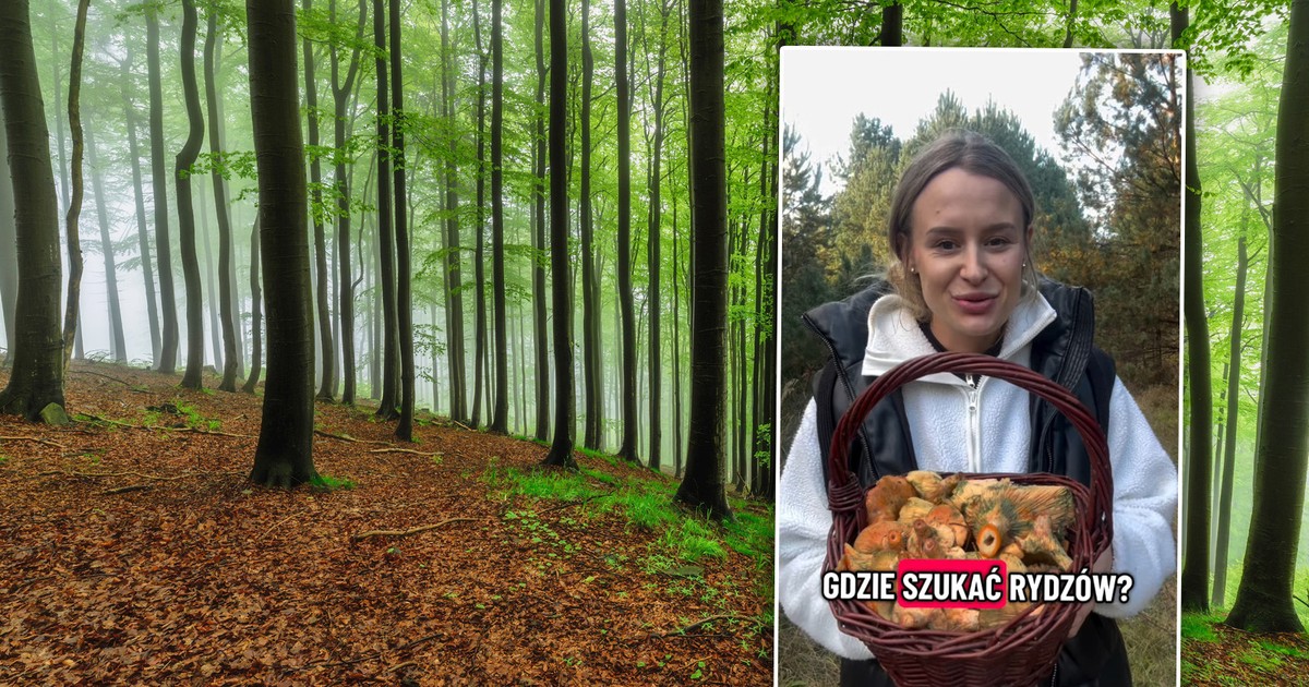 Gdzie szukać rydzów? Zdradza sekretne miejsca. Pomarańczowe kapelusze w zasięgu ręki