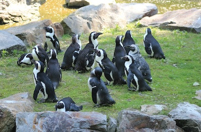 Stado pingwinow tońców