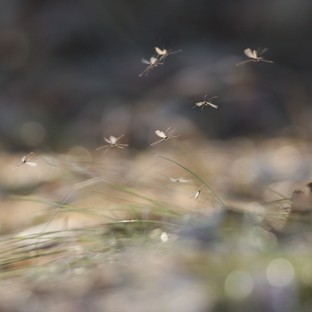 Árvaszúnyogok a Balatonon: a szakemberek szerint nem indokolt a gyérítés