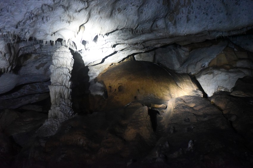 Mikrogljiva je izolovana sa tela pećinskog slepog miša