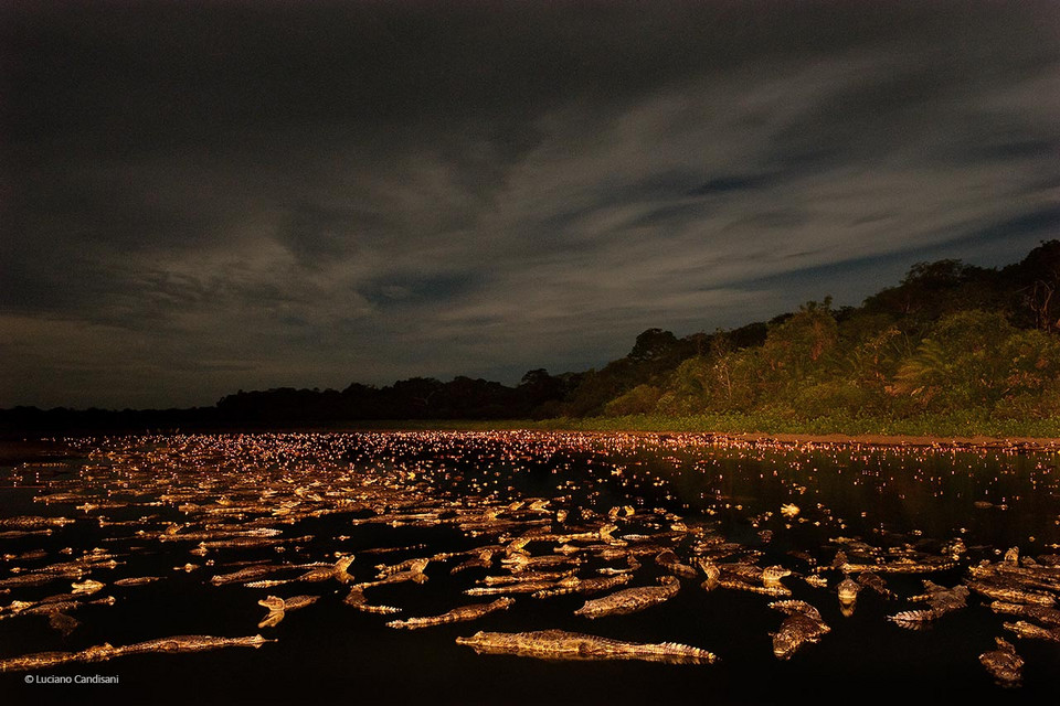 Caiman night
(pol. Noc kajmanów) -
Luciano Candisani (Brazylia)