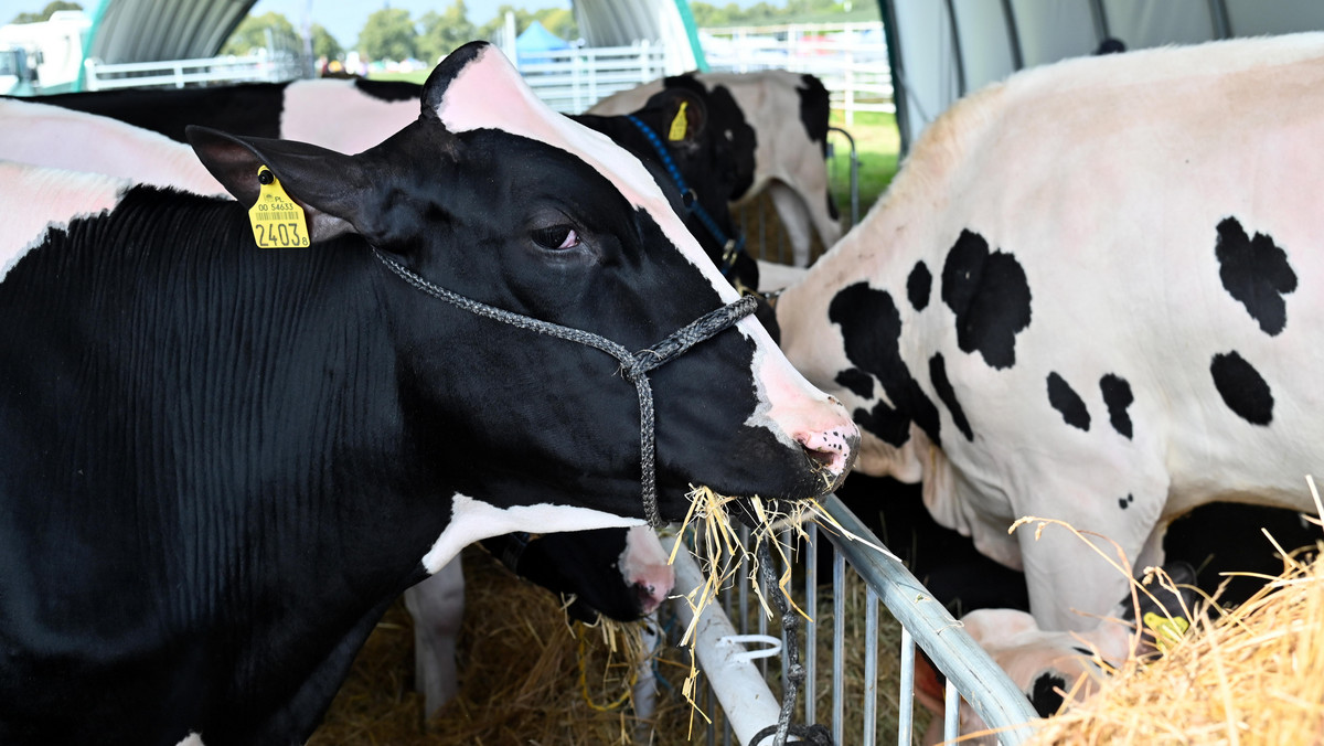 Naukowcy wyhodowali transgeniczną krowę. Może pomóc diabetykom