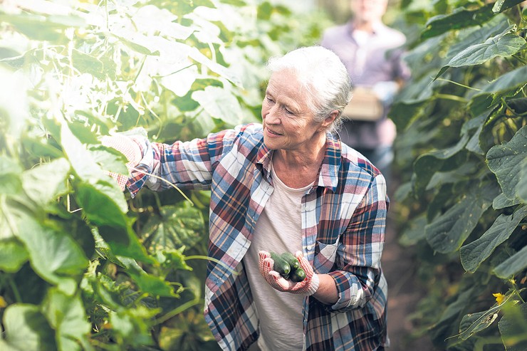 stock-photo-farming-gardening-old-age-and-people-concept-senior-woman-harvesting-crop-of-cucumbers-at-564103369
