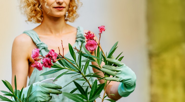 Ezt kell tenni a leanderrel. Fotó: Shutterstock