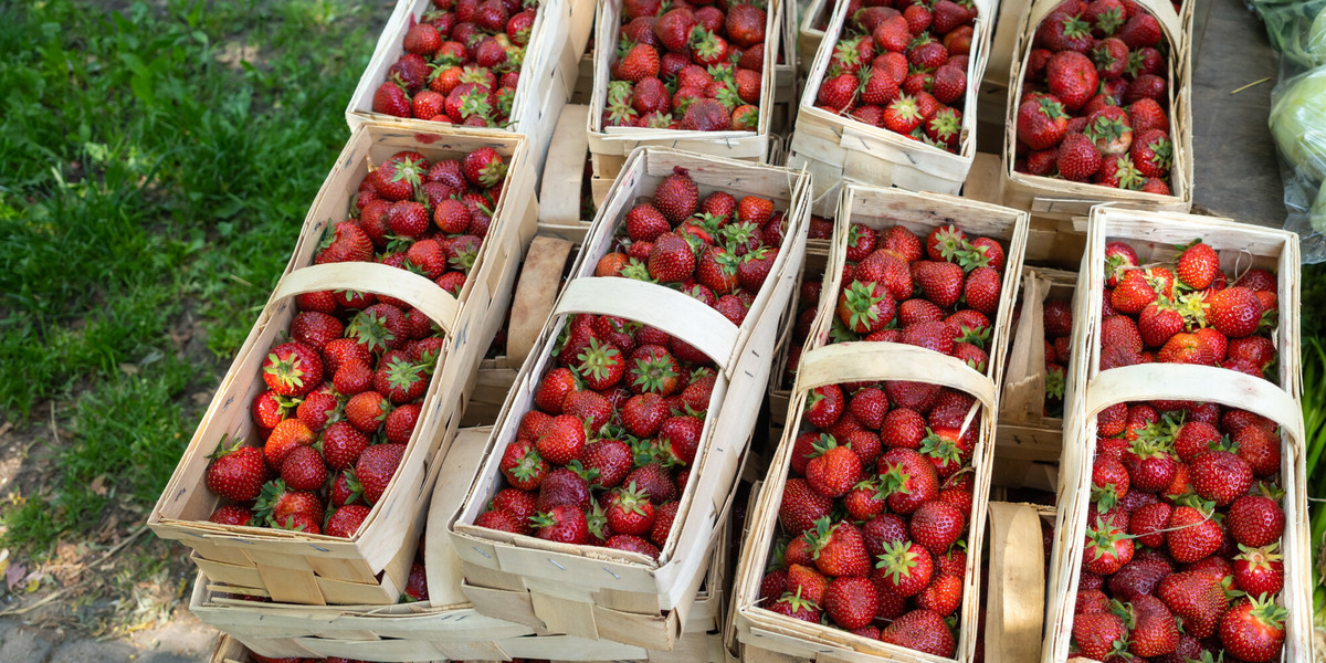 Kupcy z Litwy wywindowali ceny truskawek. A będzie jeszcze drożej