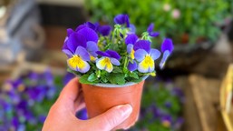 koniec roślin doniczkowych? to będzie zakazane w polsce. ue szykuje ograniczenia