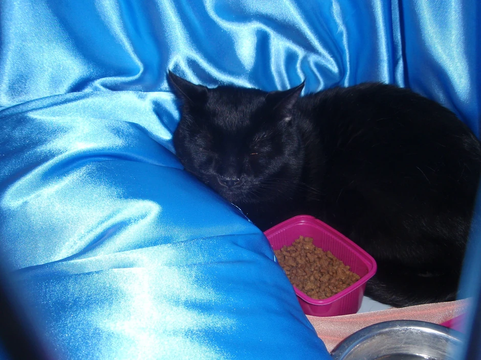 Britanski kratkodlaki mačak Ben