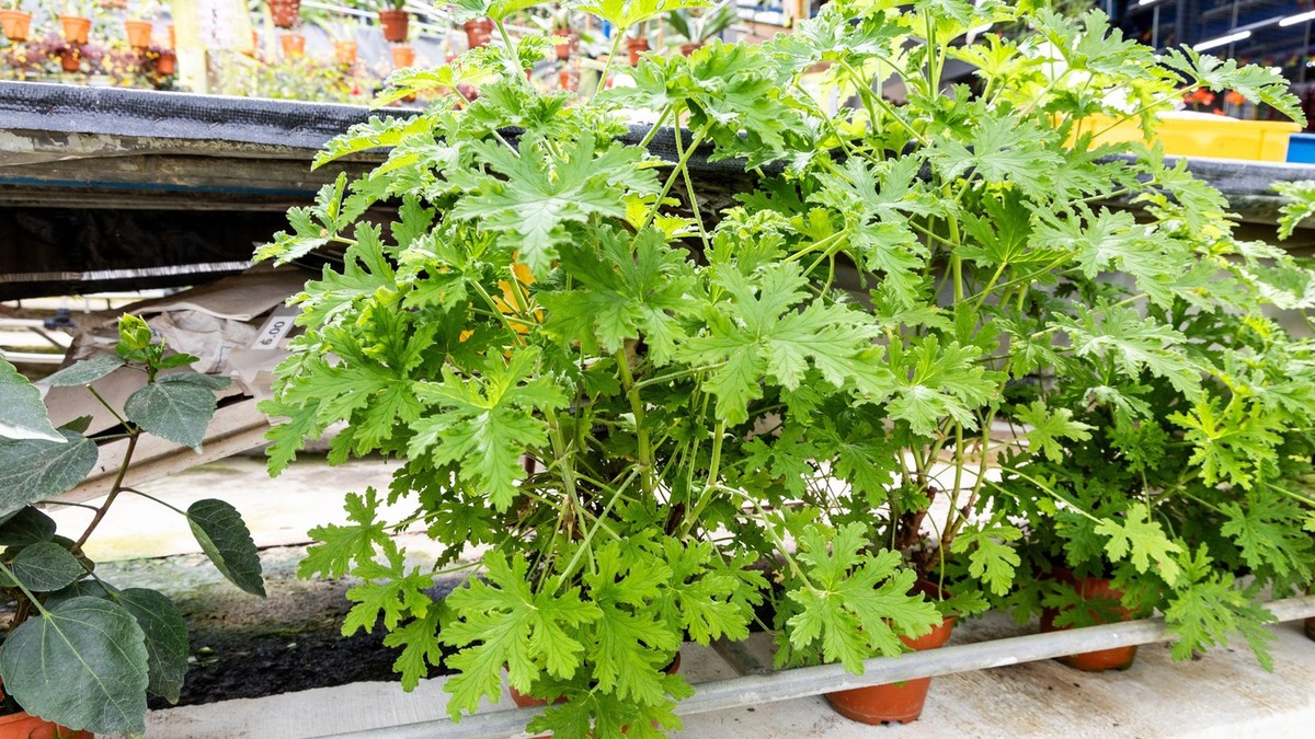 Citronela