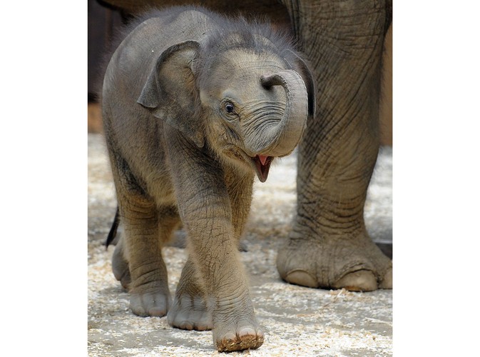 Ten słonik azjatycki przyszedł na świat 15 kwietnia w zoo w czeskiej Ostrawie