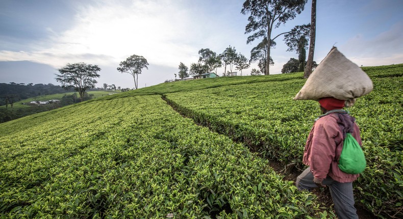 Focus on the lawsuits ruffling Kenya's tea industry