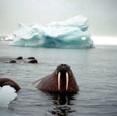 Rada Arktyczna: Topniejące lody otwierają batalię o nowe szlaki żeglugowe