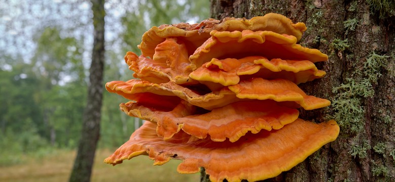 Ten grzyb smakuje jak kurczak. Sezon na niego właśnie się rozpoczął