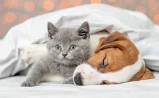 Wariant alfa SARS-CoV-2 groźny dla serca kotów i psów [BADANIE]