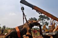 Forest officials lift an injured Asiatic elephant with the help of a crane to relocate it to a tempo